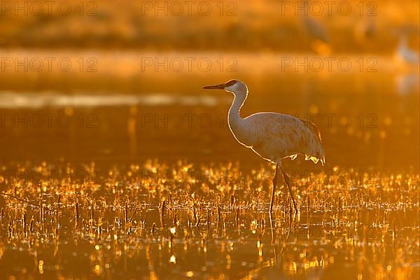 Sandhill Crane