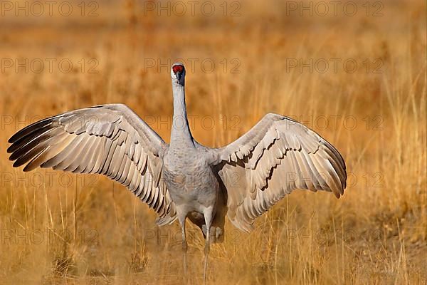 Sandhill Crane