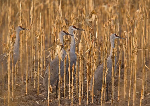 Sandhill Crane