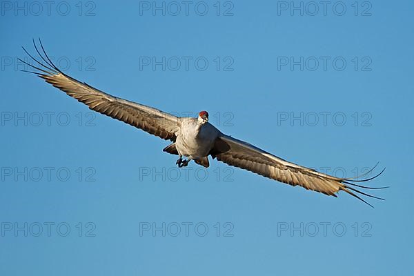 Sandhill Crane