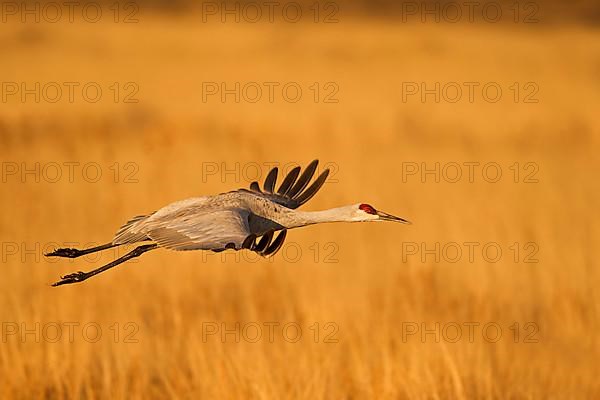 Sandhill Crane