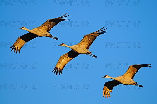 Sandhill Crane