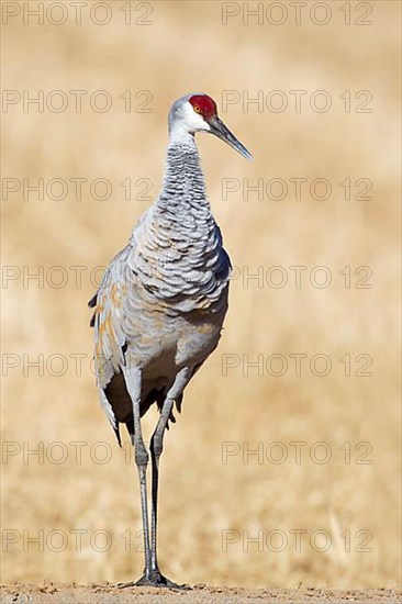 Sandhill Crane