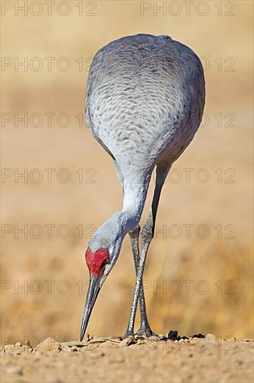 Sandhill Crane