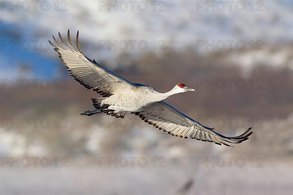 Sandhill Crane