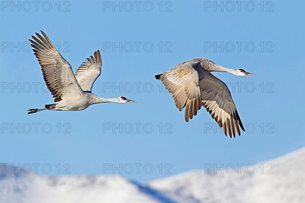 Sandhill Crane