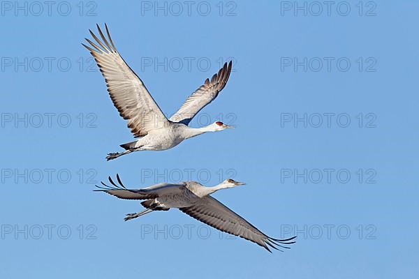 Sandhill Crane