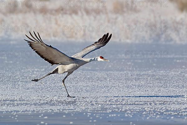 Sandhill Crane