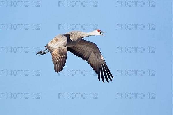 Sandhill Crane