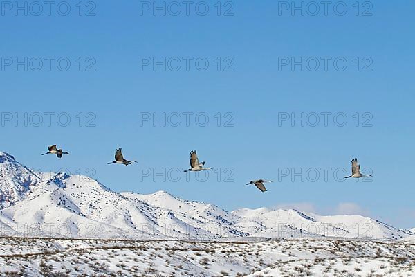 Sandhill Crane