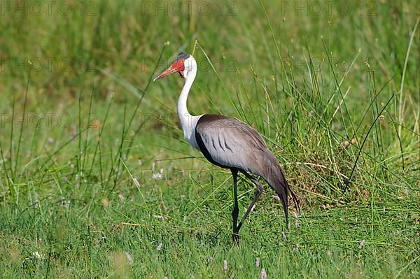 Wattled ibis