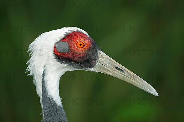 White-naped crane