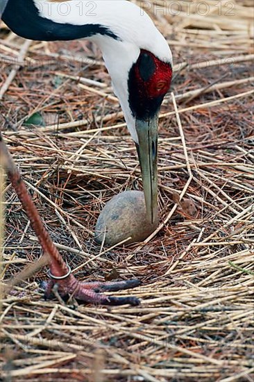 White-naped crane