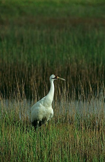 Whooping crane