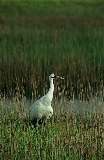 Whooping crane