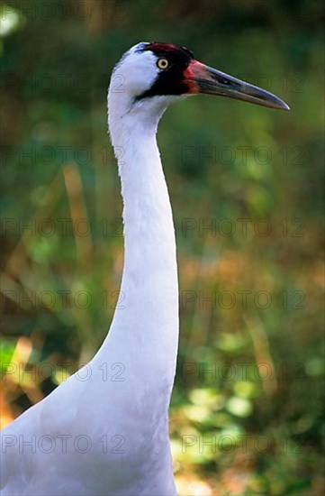 Whooping crane