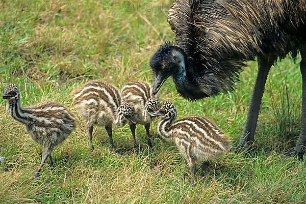 Emu