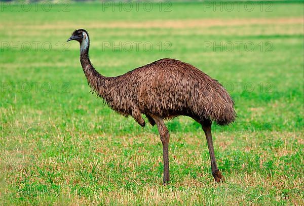 Emu