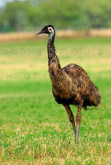 Emu