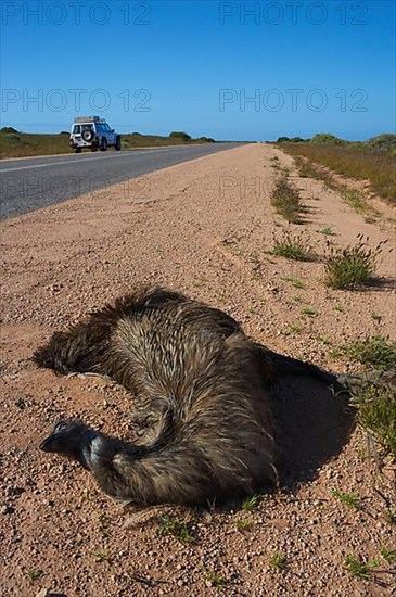 Emu