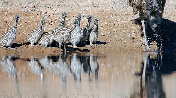 Emu