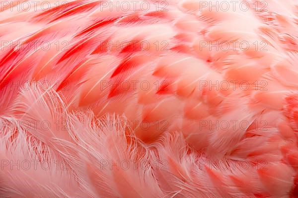 Andean flamingo