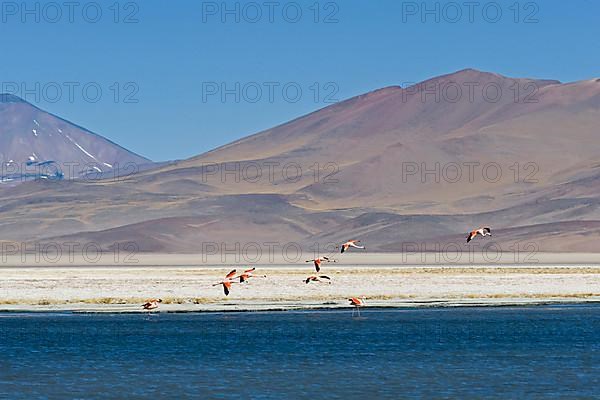Chilean chilean flamingo