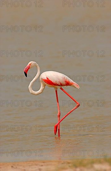 Greater american flamingo