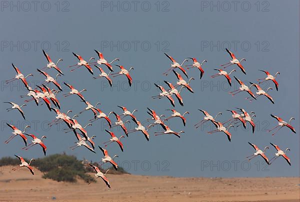 Greater greater flamingo