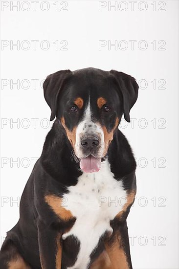 Large Swiss Mountain Dog