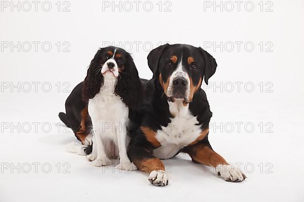 Great Swiss Mountain Dog