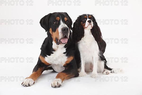 Great Swiss Mountain Dog