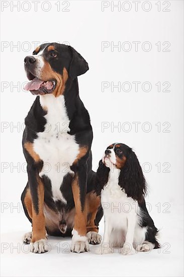 Great Swiss Mountain Dog