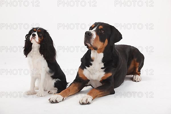 Great Swiss Mountain Dog