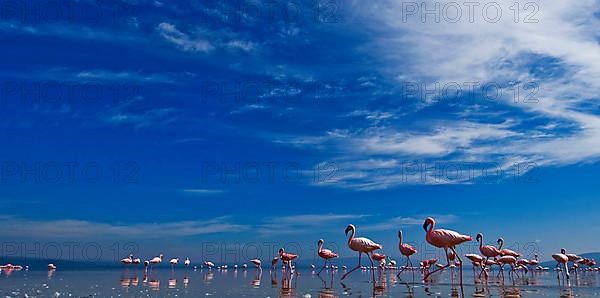 Adult lesser flamingo