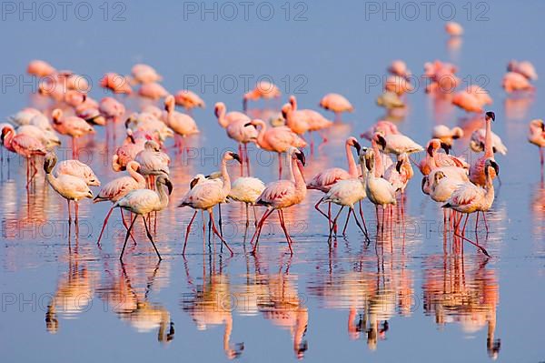 Lesser lesser flamingo