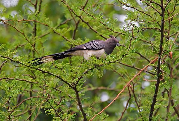 White-bellied go-away-bird