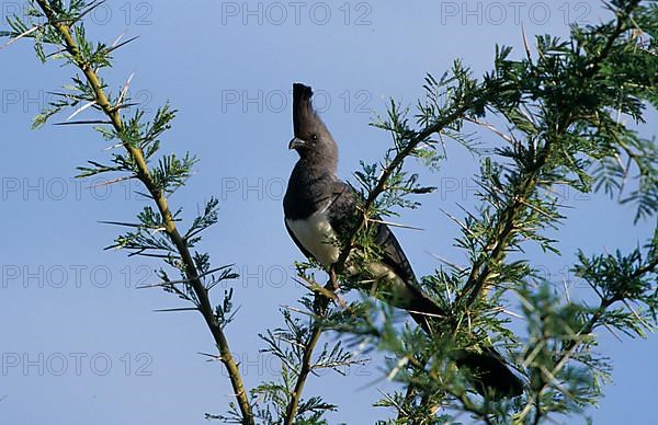 White-bellied go-away-bird