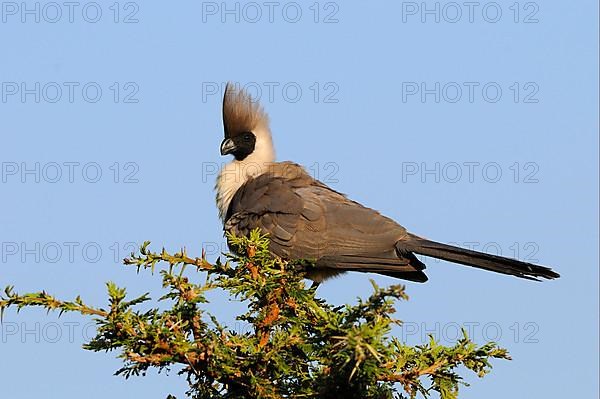 Naked-faced bare-faced go-away-bird