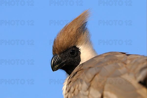 Naked-faced bare-faced go-away-bird