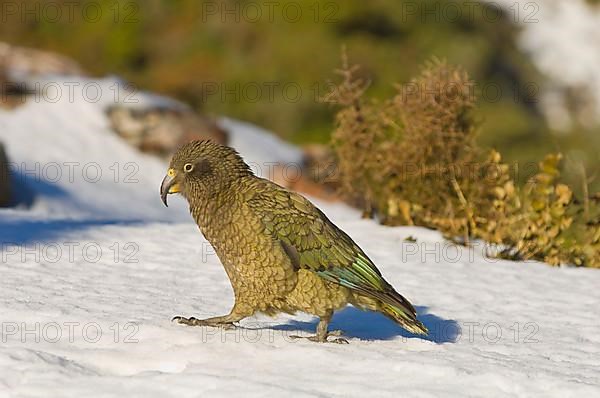 Kea