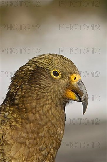 Kea