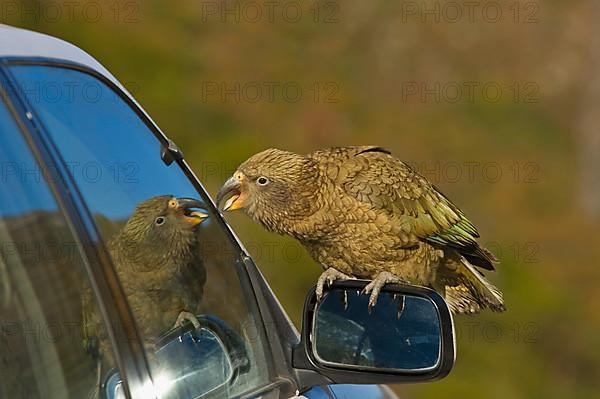 Kea