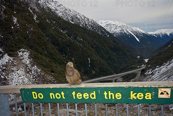 Kea