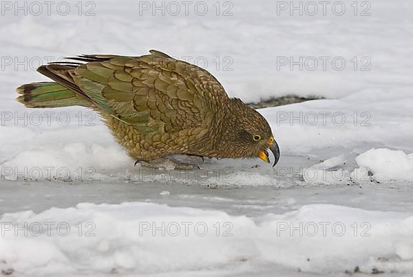 Kea