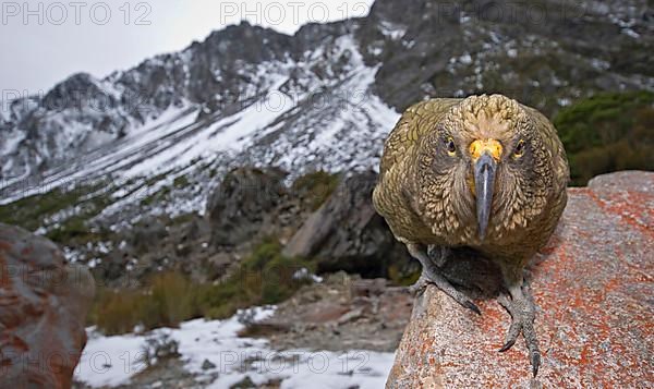 Kea