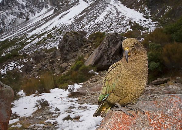 Kea