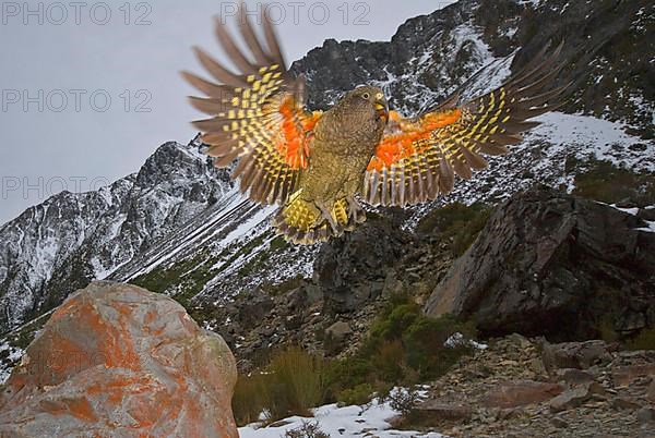 Kea