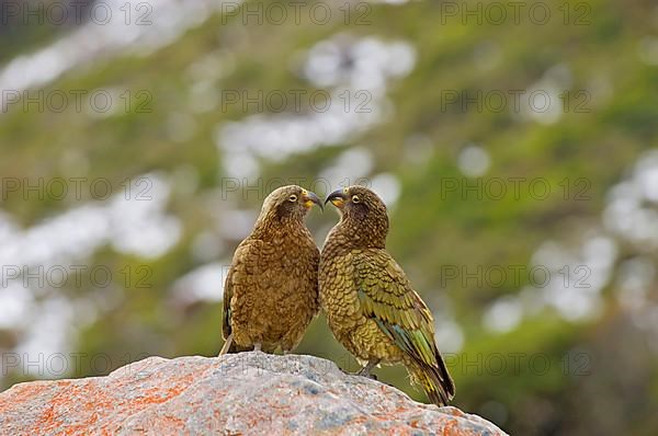 Kea