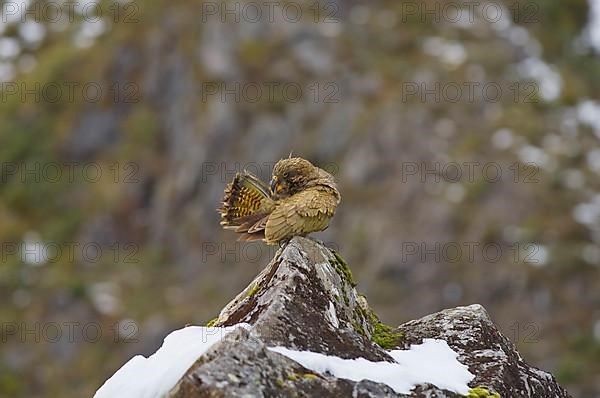 Kea